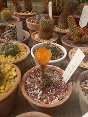 Lobivia arachnacantha