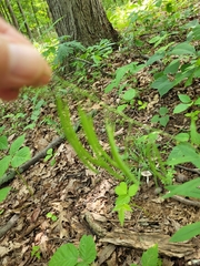 Borodinia canadensis