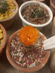 Lobivia arachnacantha