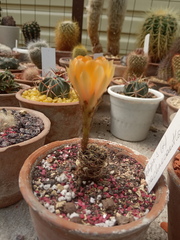 Lobivia arachnacantha