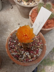 Lobivia arachnacantha