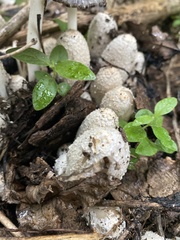 Coprinopsis