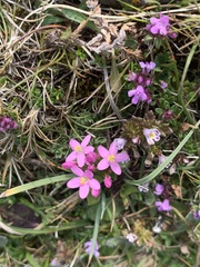 Centaurium littorale