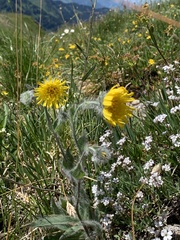 Hieracium villosum