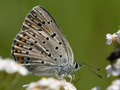 Lycaena alciphron