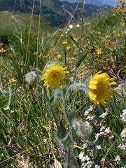 Hieracium villosum