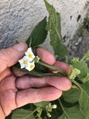 Solanum sarrachoides