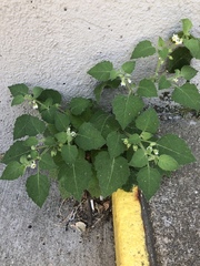 Solanum sarrachoides