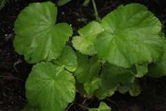 Pimpinella tripartita