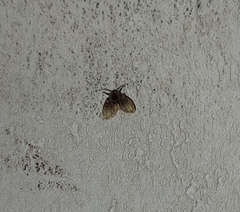 Clogmia albipunctata