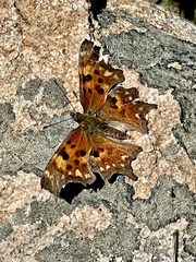 Polygonia oreas