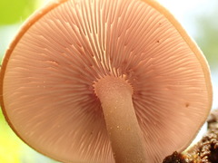 Baeospora myriadophylla