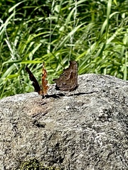 Polygonia oreas