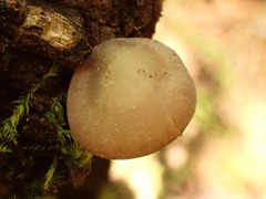 Baeospora myriadophylla