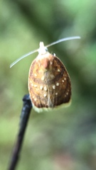Acleris curvalana