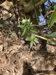 Asclepias perennis