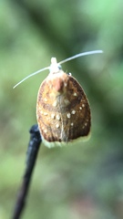 Acleris curvalana