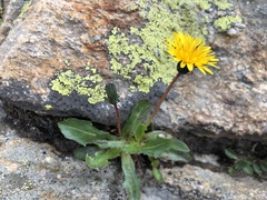 Taraxacum alpinum