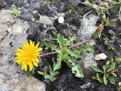 Taraxacum alpinum