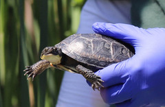 Emydoidea blandingii