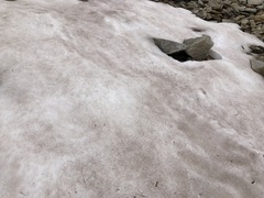 Chlamydomonas nivalis