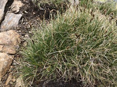 Carex curvula