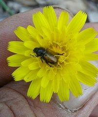 Chasmatopterus villosulus