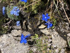 Gentiana brachyphylla brachyphylla