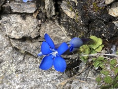 Gentiana brachyphylla brachyphylla