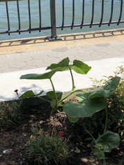 Cucurbita moschata