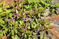 Rhododendron smokianum
