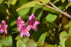 Rhododendron smokianum