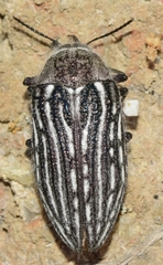 Julodis onopordi