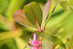 Rhododendron smokianum