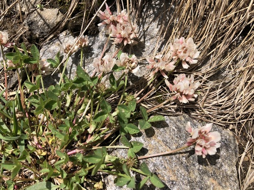 Image of Trifolium pallescens by (c) Jason Grant, some rights reserved (CC BY)