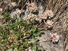 Trifolium pallescens