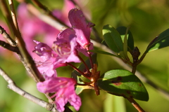 Rhododendron smokianum