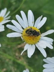 Eristalinus sepulchralis