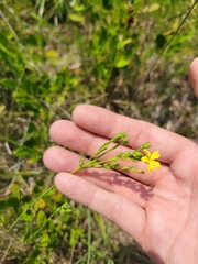 Linum floridanum