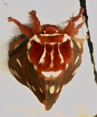 Citheronia azteca