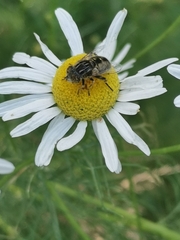Eristalinus sepulchralis