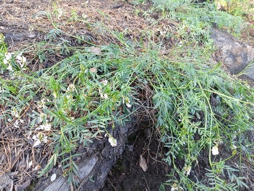 Astragalus clerceanus, photograph 1