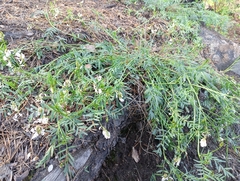 Astragalus clerceanus
