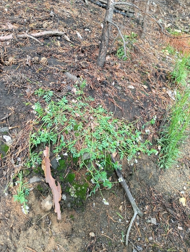 Astragalus clerceanus, photograph 2