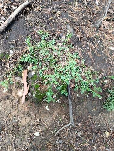 Astragalus clerceanus, photograph 3