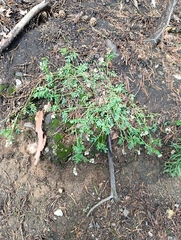 Astragalus clerceanus