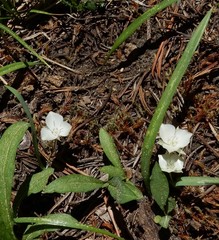 Calochortus minimus