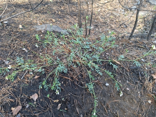 Astragalus clerceanus, photograph 4
