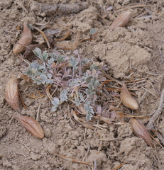Astragalus chamaeleuce
