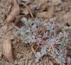 Astragalus chamaeleuce